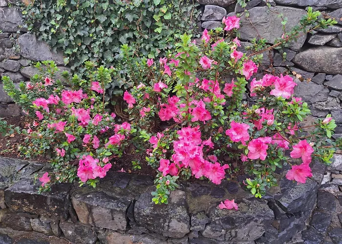 Casa Dos Lamaceiros Sao Vicente (Madeira)